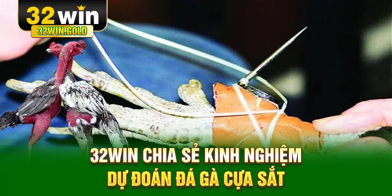 32WIN chia sẻ kinh nghiệm dự đo&aacute;n đ&aacute; g&agrave; cựa sắt