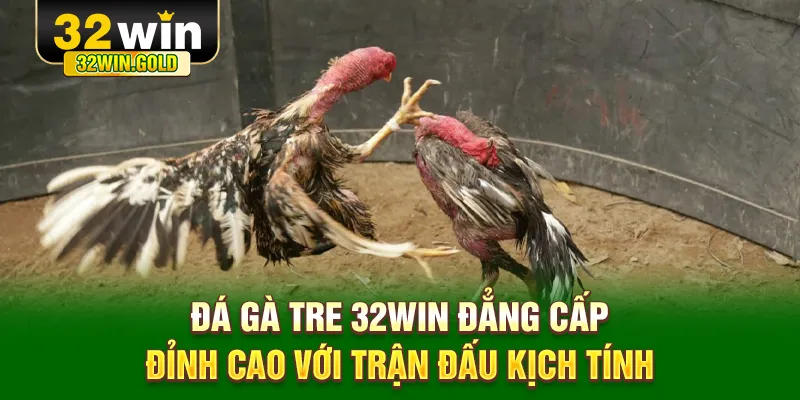 Đá gà tre 32win